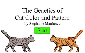 Create-A-Cat played 10,001 times to date. Learn about cat genes as you create them in this special Create-a-Cat game